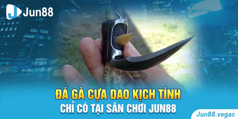 đá gà cựa dao